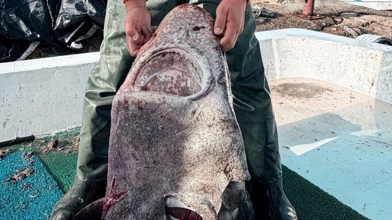 Yalova açıklarında 4 metre uzunluğunda pamuk cinsi köpek balığı ağa takıldı