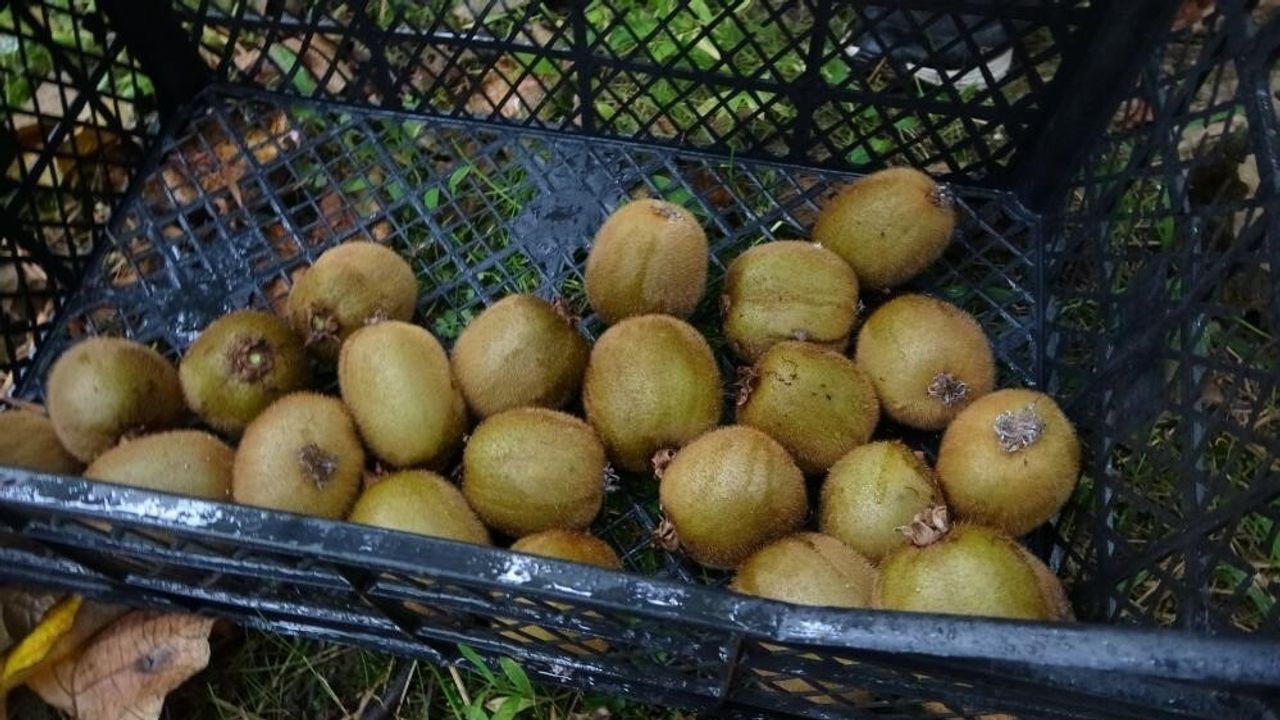 Yalova kivi üreticileri İran kivi ithalatından rahatsız