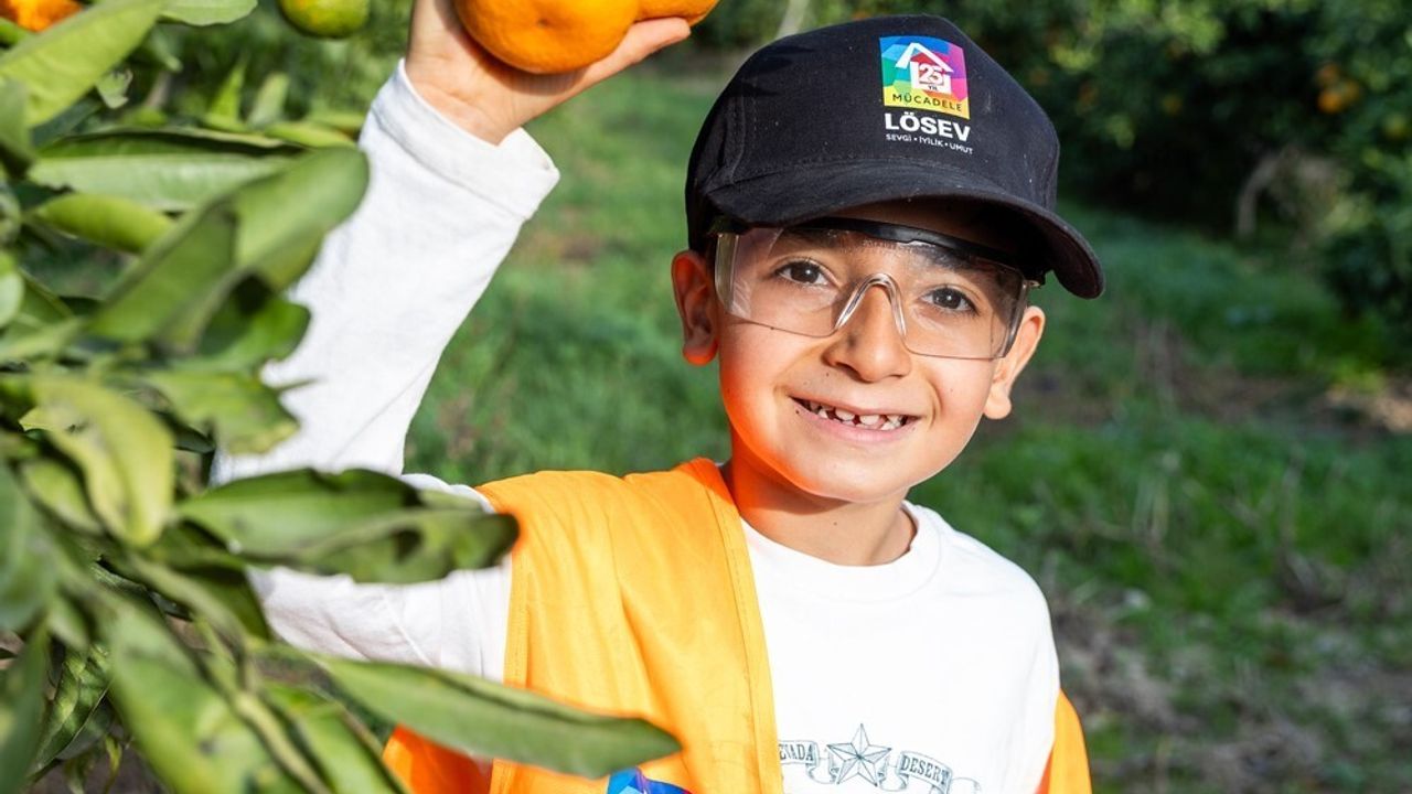 Yaşar Üniversitesi'nden LÖSEV'e mandalina hasadı ve fidan desteği