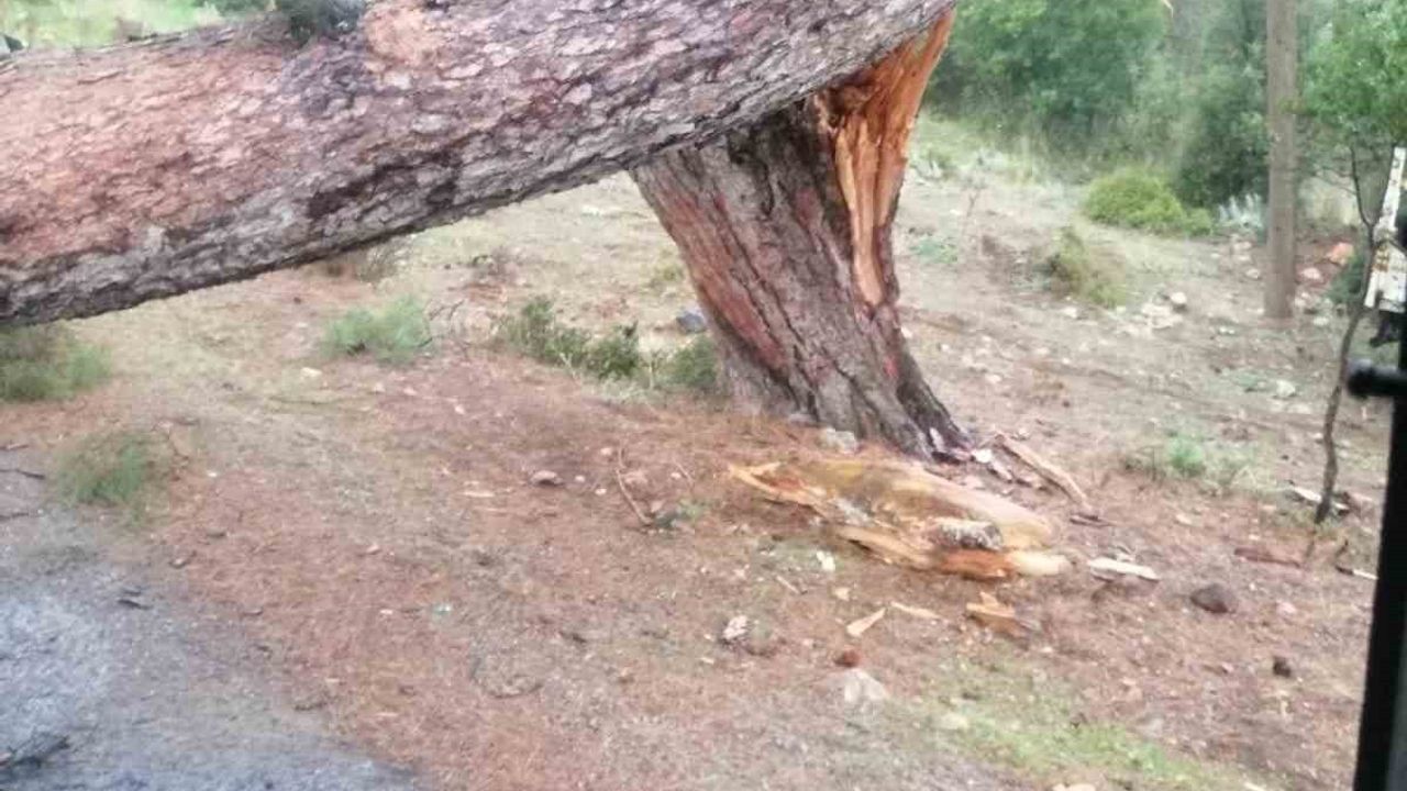 Yatağan'da seyir halindeki minibüsün üzerine ağaç devrildi