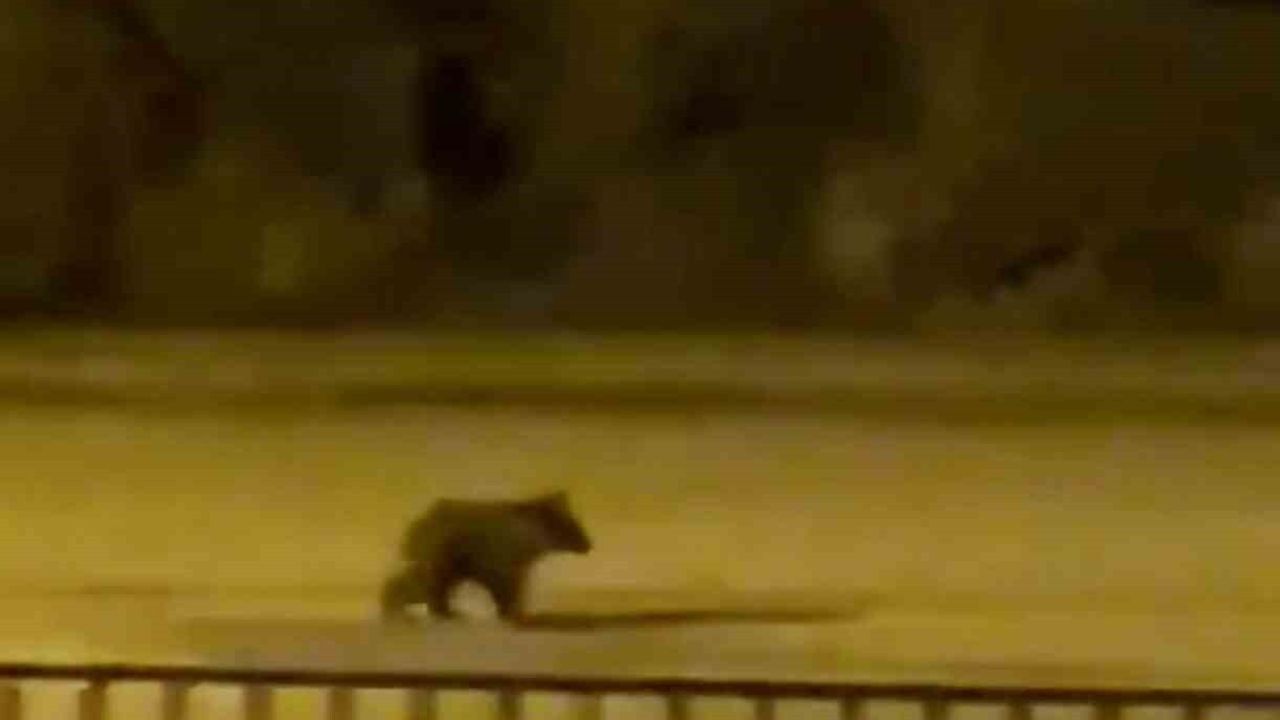 Yavru ayı Yenice ilçe merkezine indi