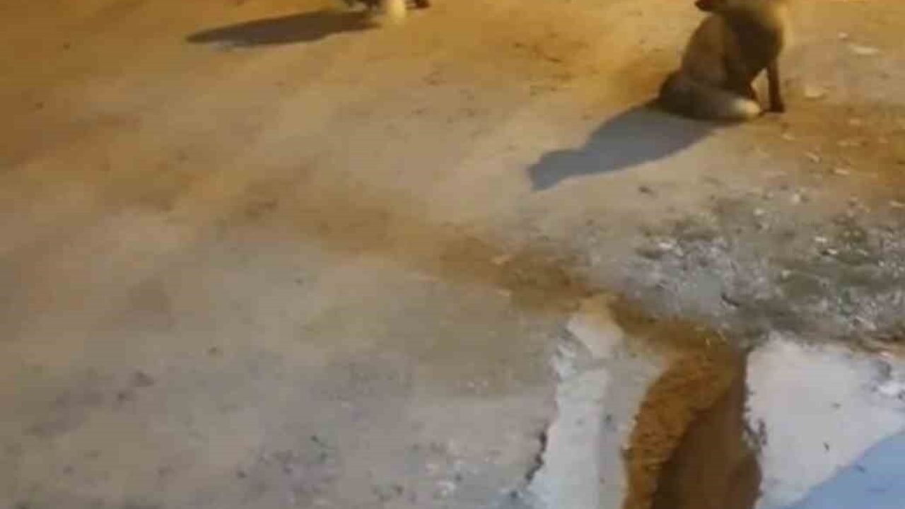 Yaylada 5 tilkinin dostu Rafet Hancı şehre dönemiyor