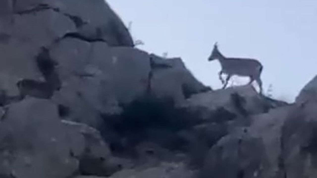 Yazıhan'da Koruma Altındaki Yaban Keçileri Sürü Halinde Görüntülendi