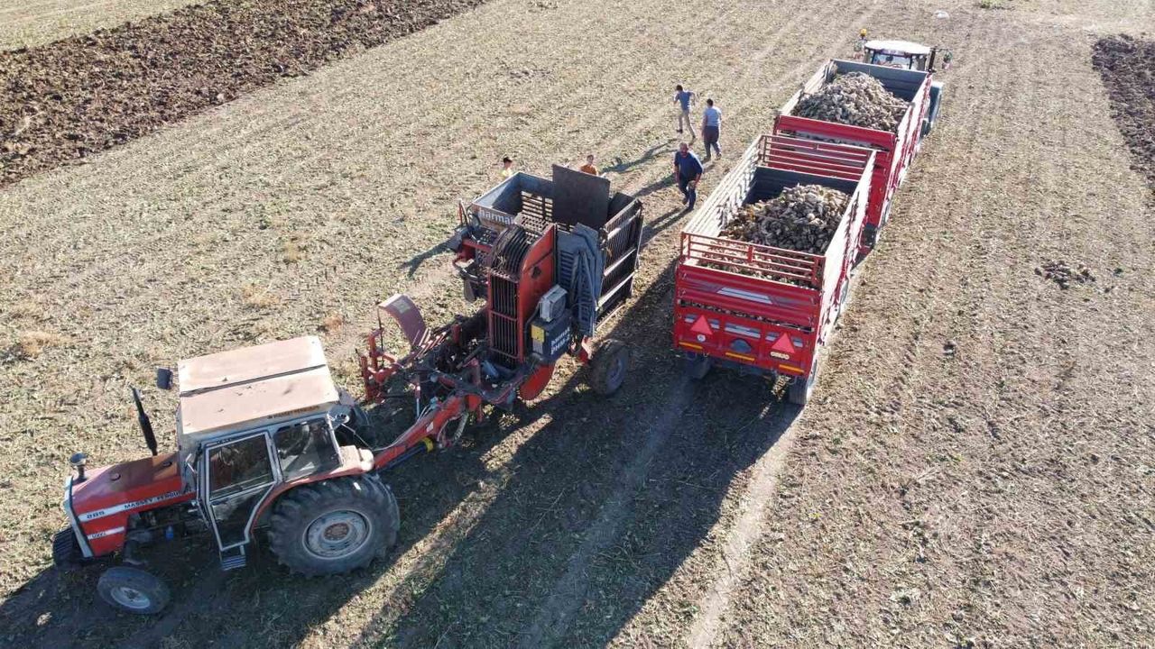 Yozgat'ta 6 aylık emeğin ürünü: Pancar hasadı devam ediyor