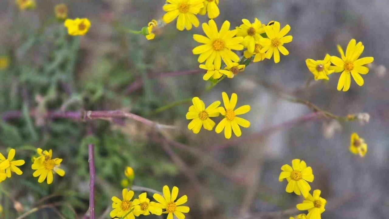 Yozgat’ta kasım sonunda beklenmeyen çiçeklenme