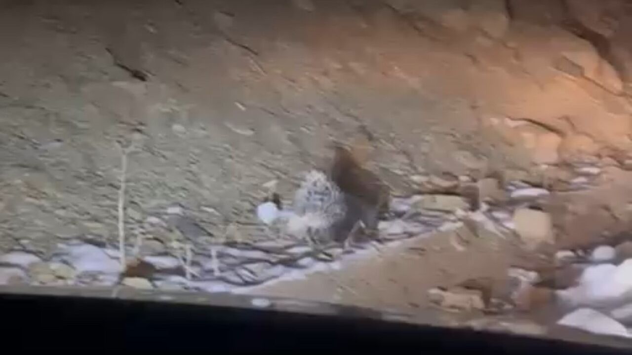 Yüksekova'da nadir görülen Hint oklu kirpi görüntülendi