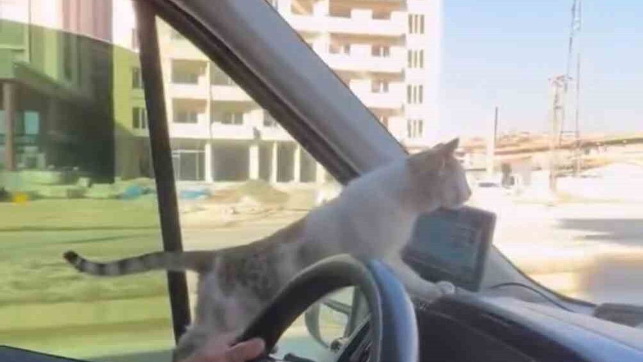 Yüksekova'da şoförün duyarlı davranışı: Donmak üzereki kedi aracında ısındı