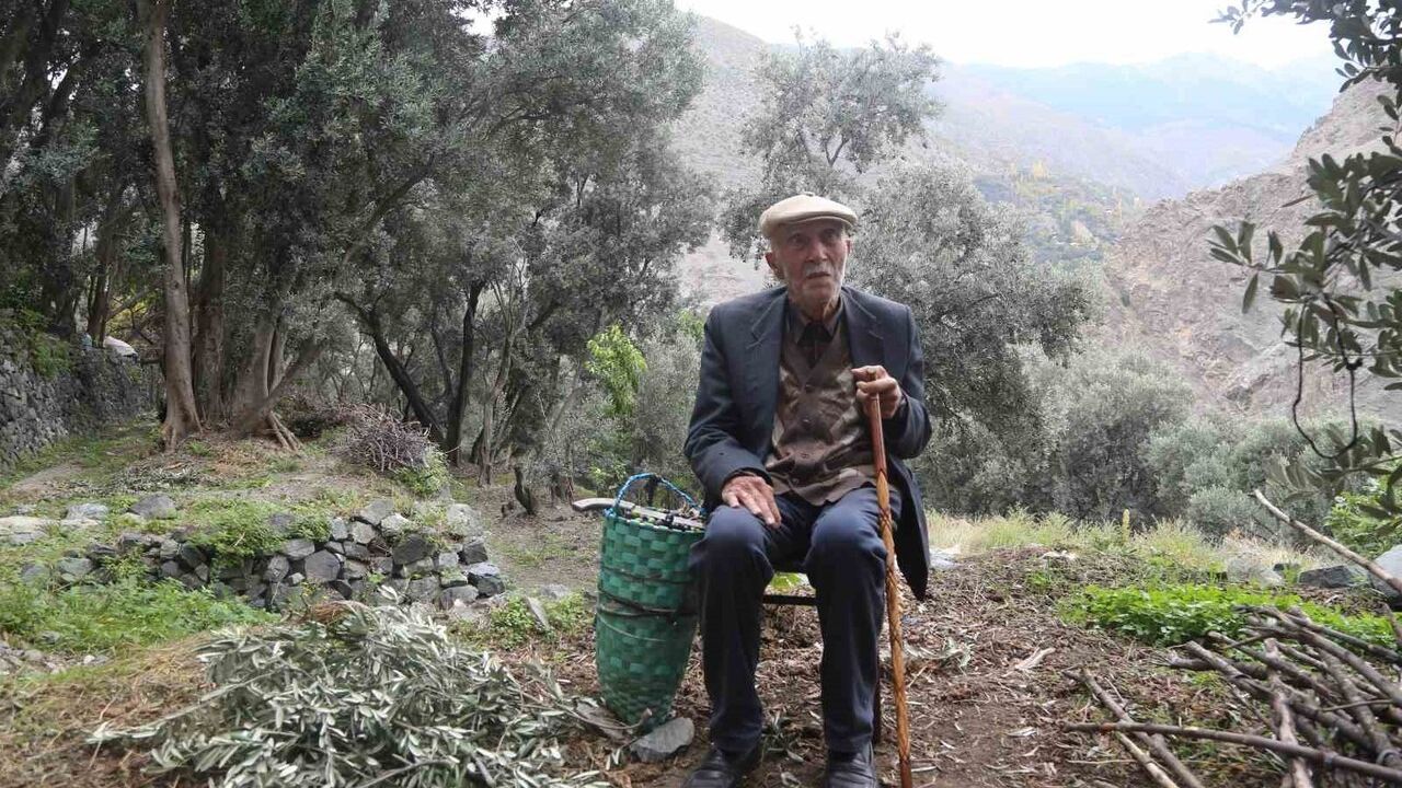Yusufeli'nde Butko Zeytini hasadı devam ediyor