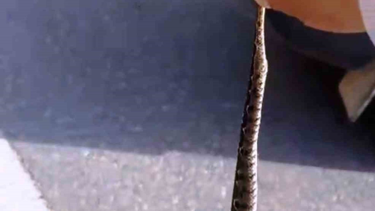 Zehirli Yılanı Eliyle Yakalayan Emekli İşçi