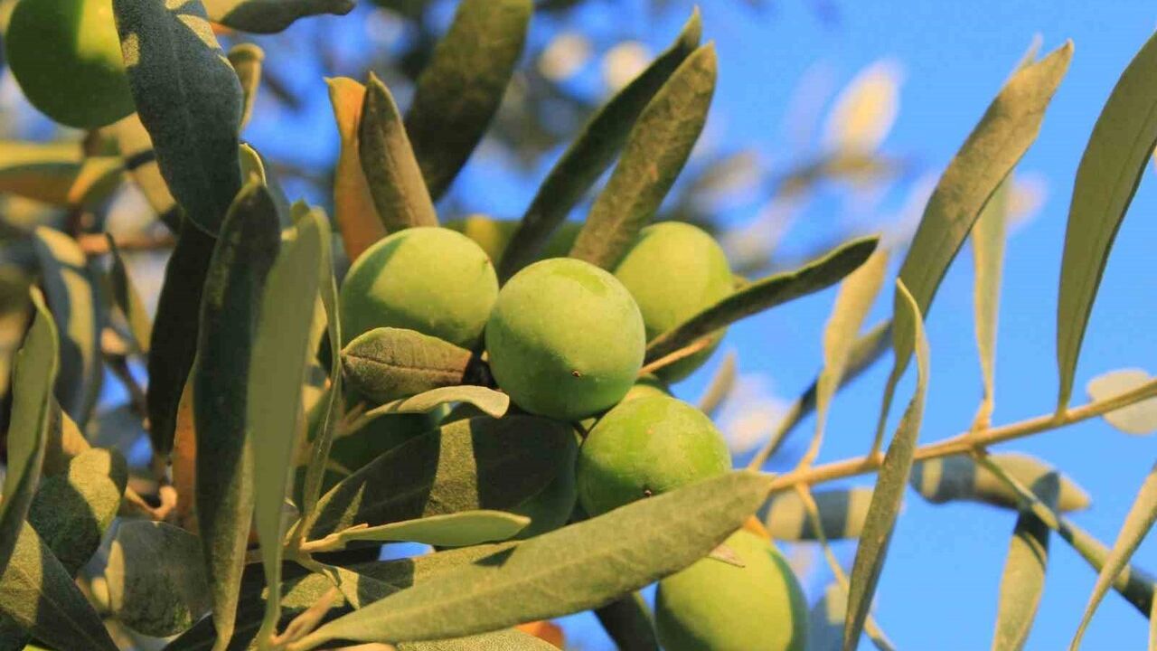 Zeytin Alırken Nelere Dikkat Edilmeli? Oleolog Mücahit Kıvrak’ın İpuçları