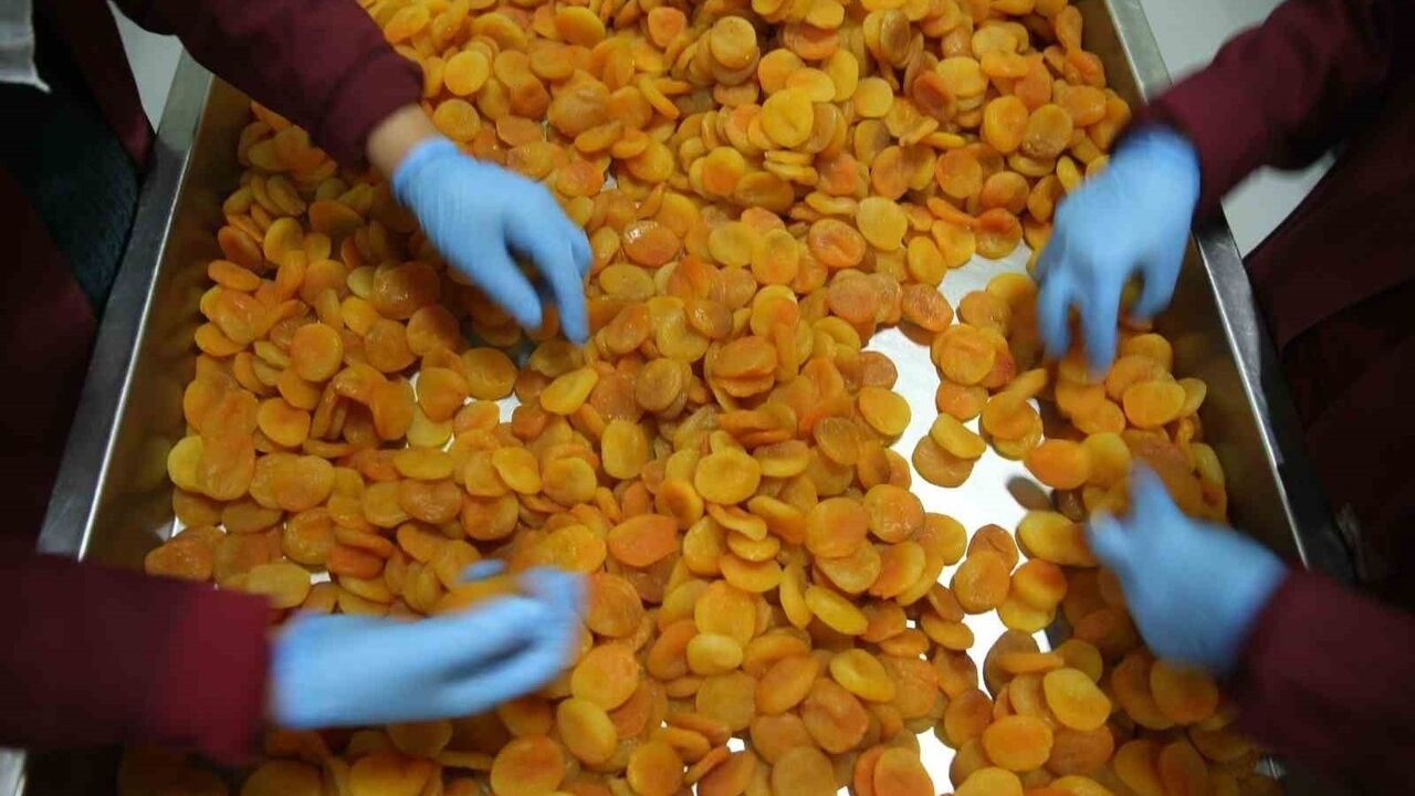 Zirai don Malatya kayısısı ihracatını etkiledi — 300 milyon dolar hedefi