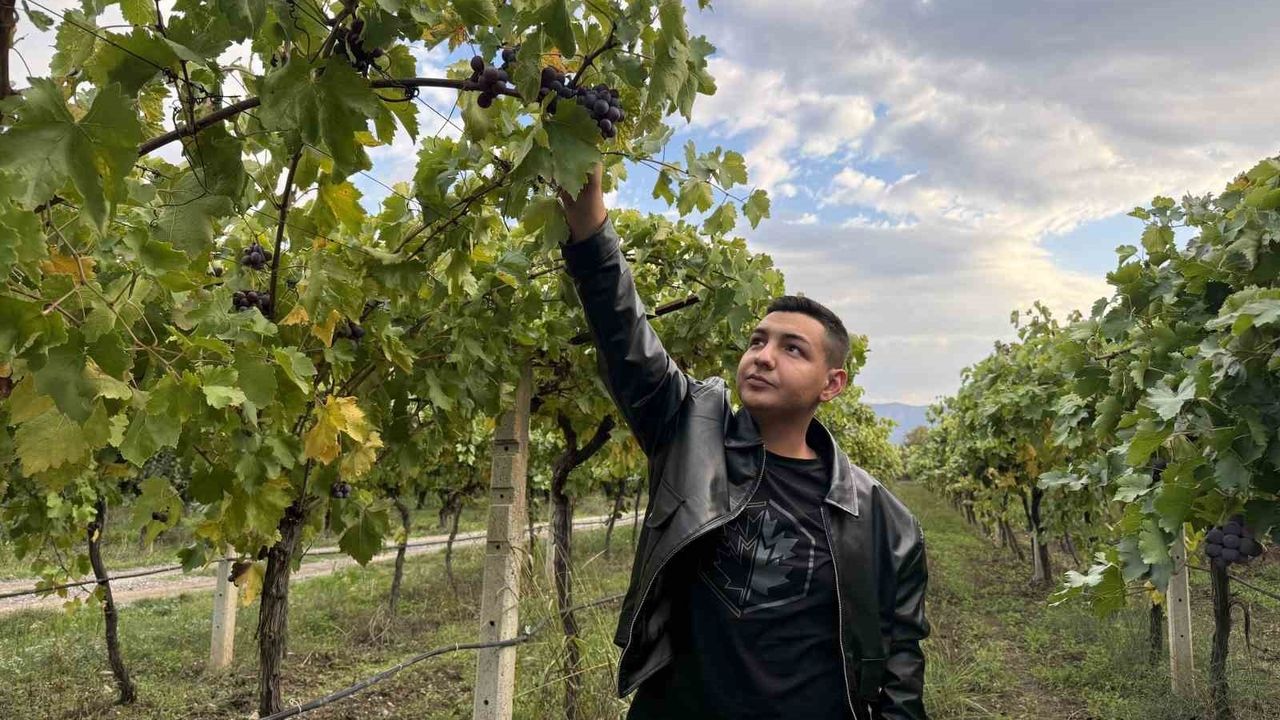 Zirai don Pamukova üzüm rekoltesini yüzde 80 düşürdü