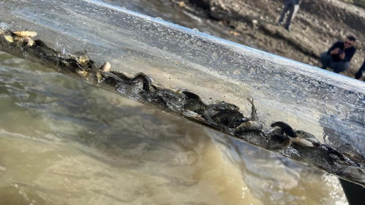 2025'te 83 milyon balık deniz ve göllere bırakıldı