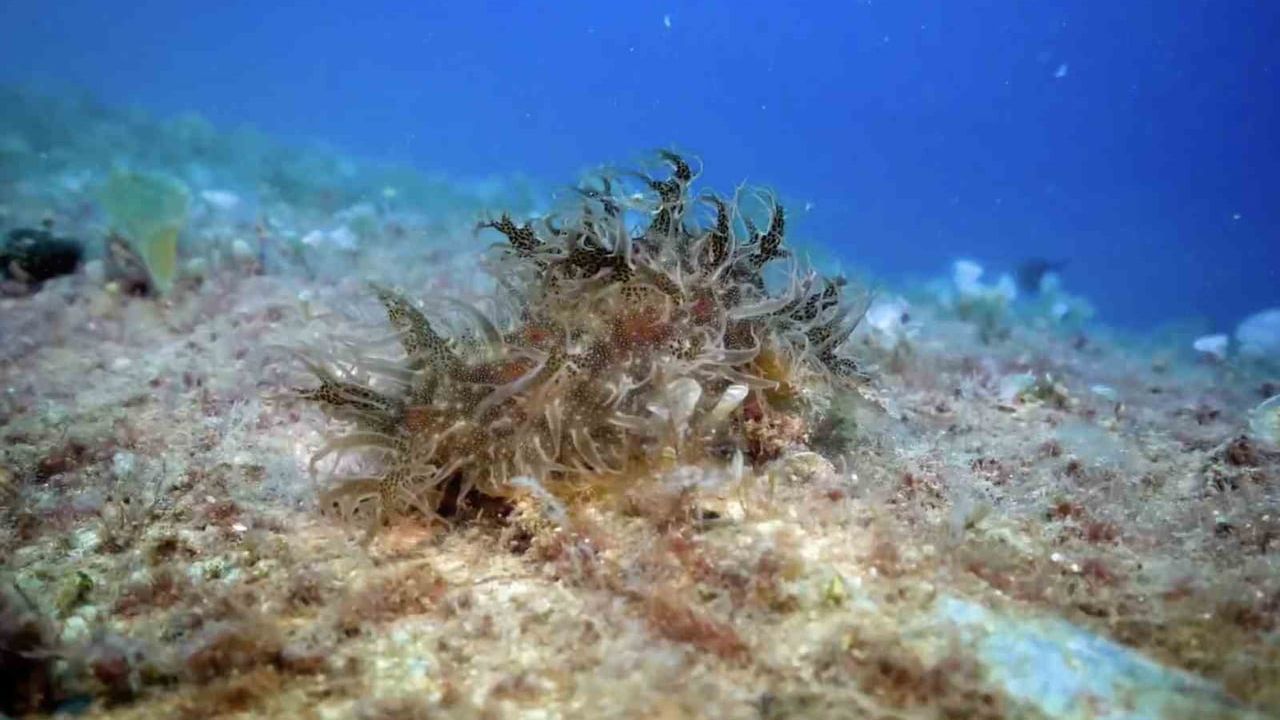 420 milyon metrekare tarandı: Hayalet ağlardan 360 bin metrekare çıkarıldı