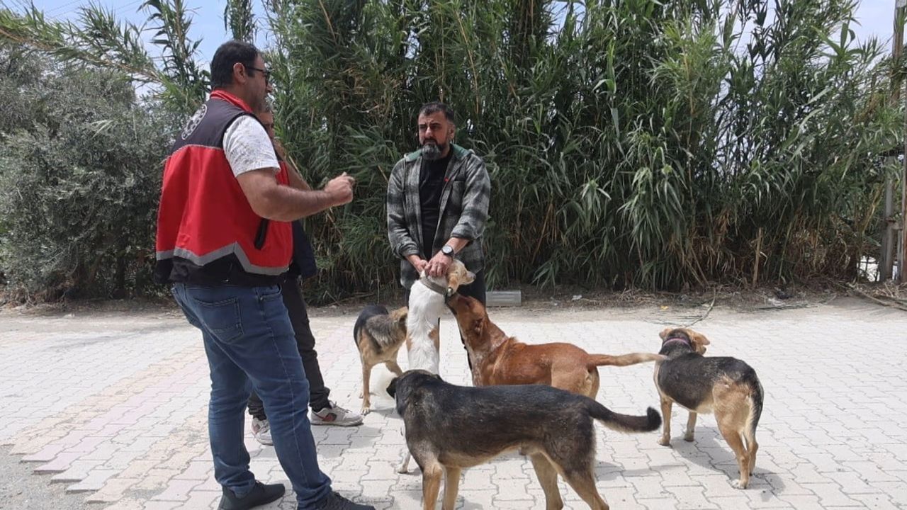 Adana'da 2025'te 3 bin 865 kedi ve 3 bin 577 köpeğe mikroçip takıldı