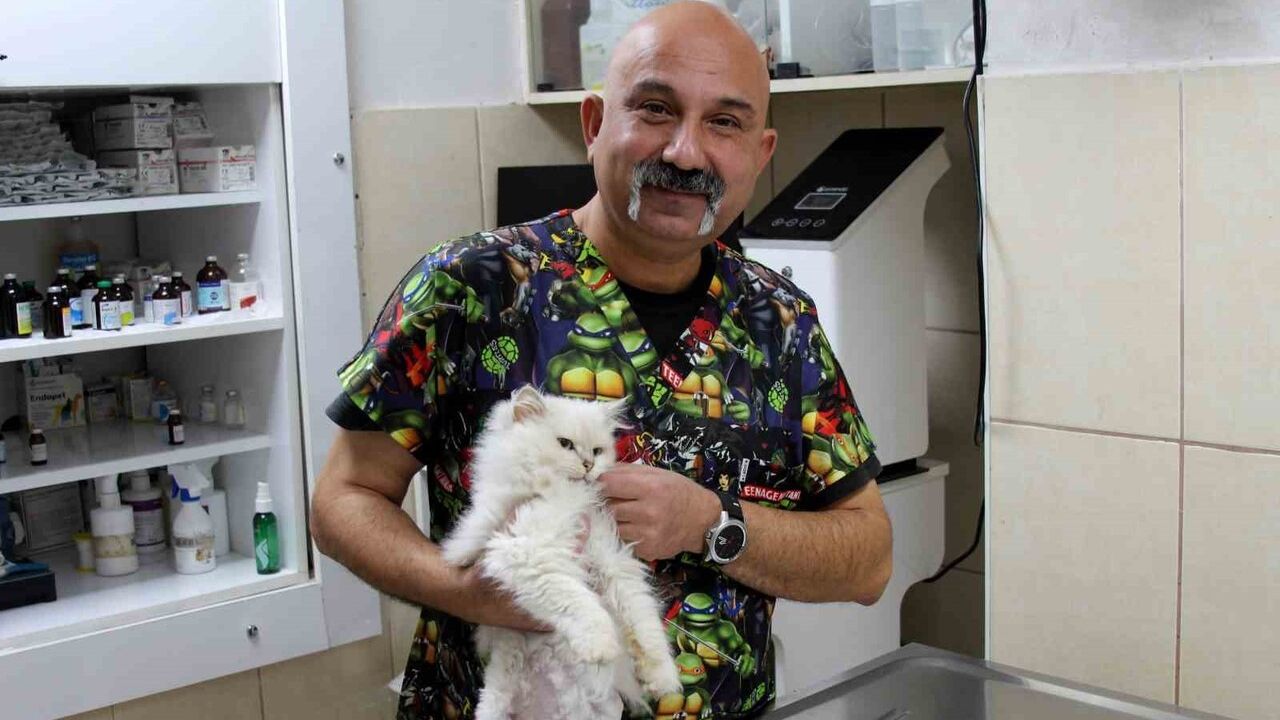 Adana'da nadir genital anomali: British Longhair kedi ameliyatla sağlığına kavuştu