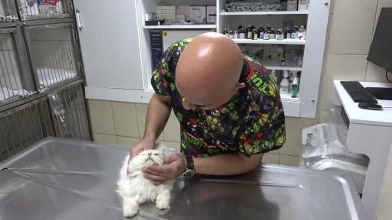 Adana'da nadir genital anomali: British Longhair kedinin başarılı ameliyatı