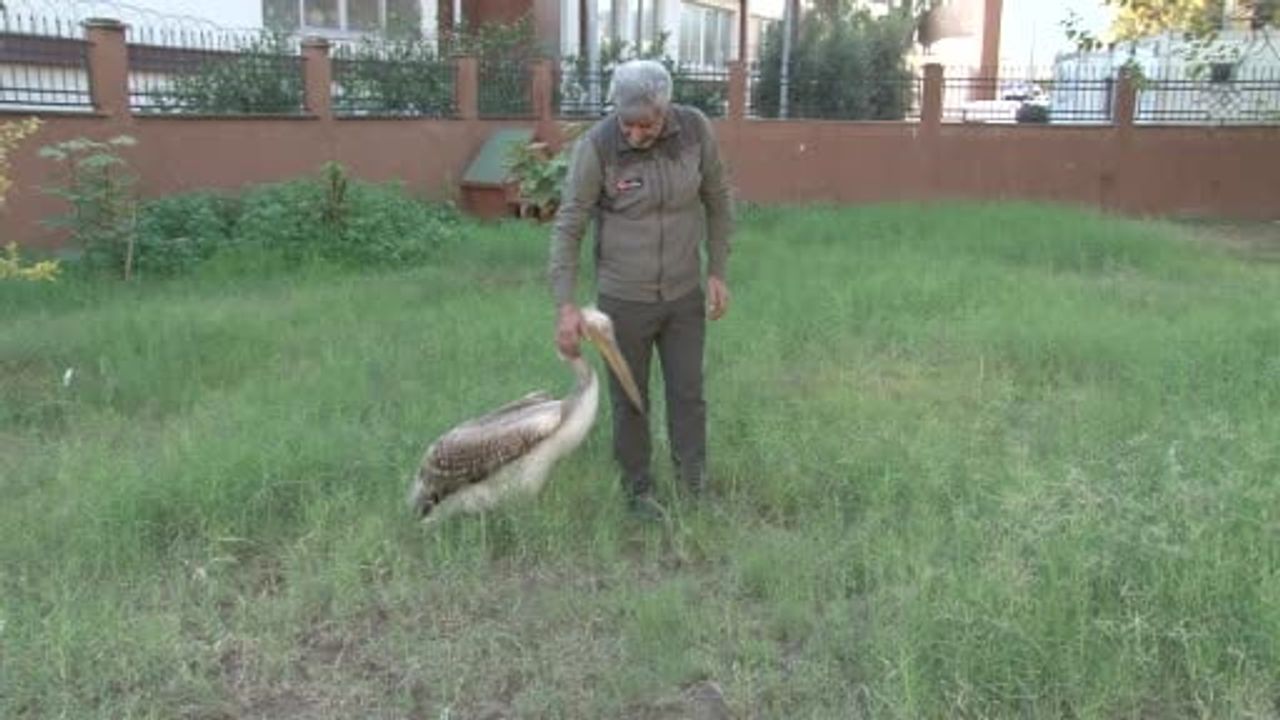 Adana'da yaralı pelikan ile görevli arasındaki sıcak dostluk