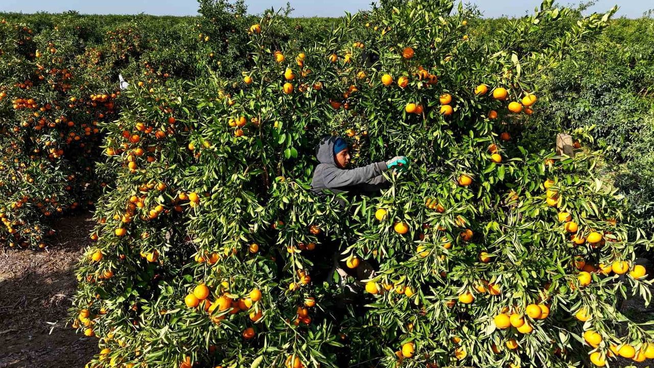 Adana'da yeni yıl öncesi narenciye hasadı yoğunlaştı