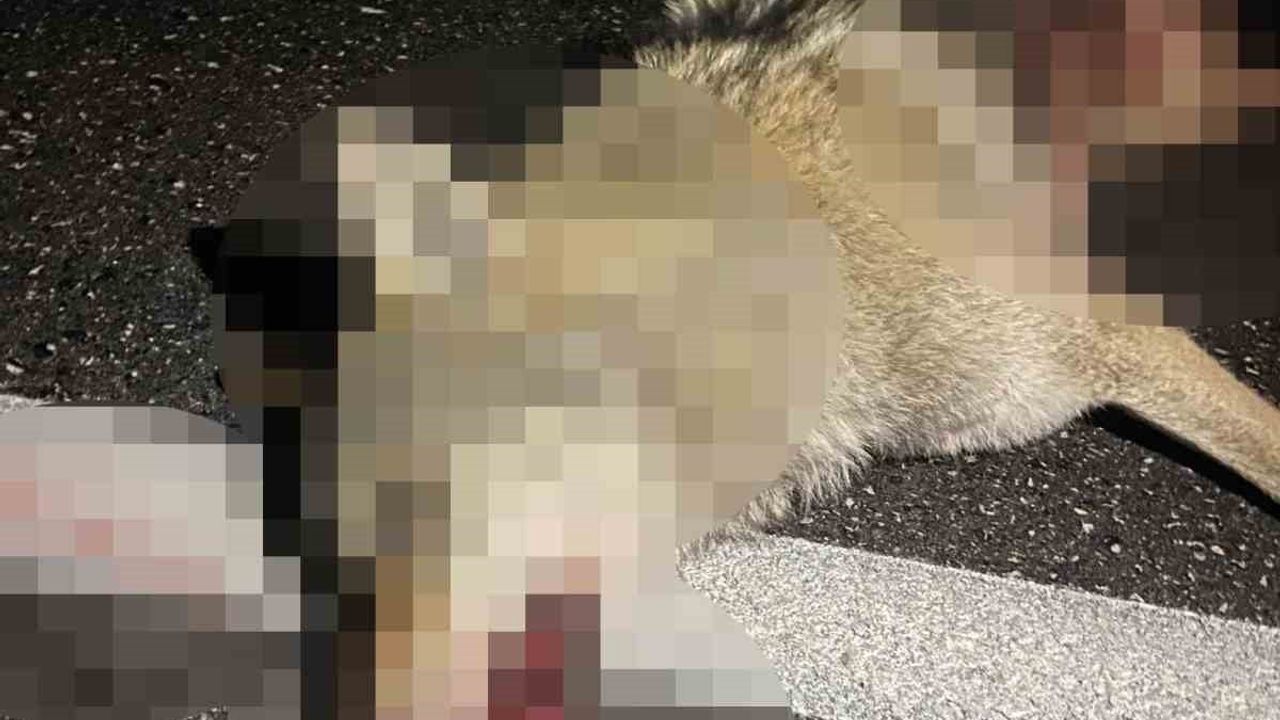 Adilcevaz'da araçların çarptığı kurt telef oldu