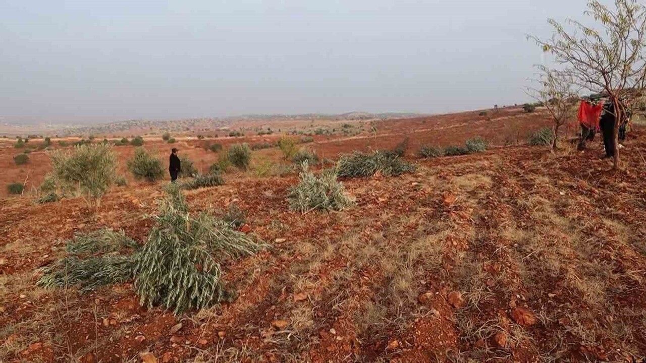 Adıyaman Besni'de 10 bin meyve ağacı kesilerek yok edildi