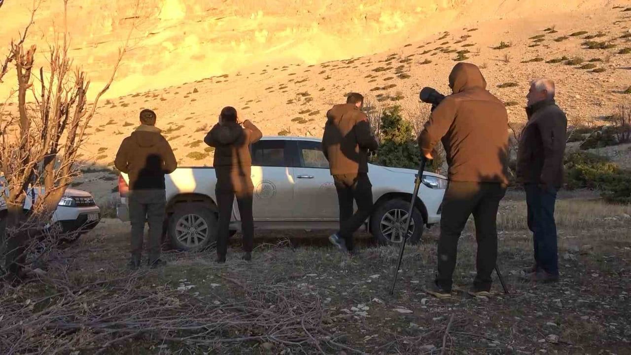 Adıyaman'da yaban keçileri için envanter çalışması sürüyor