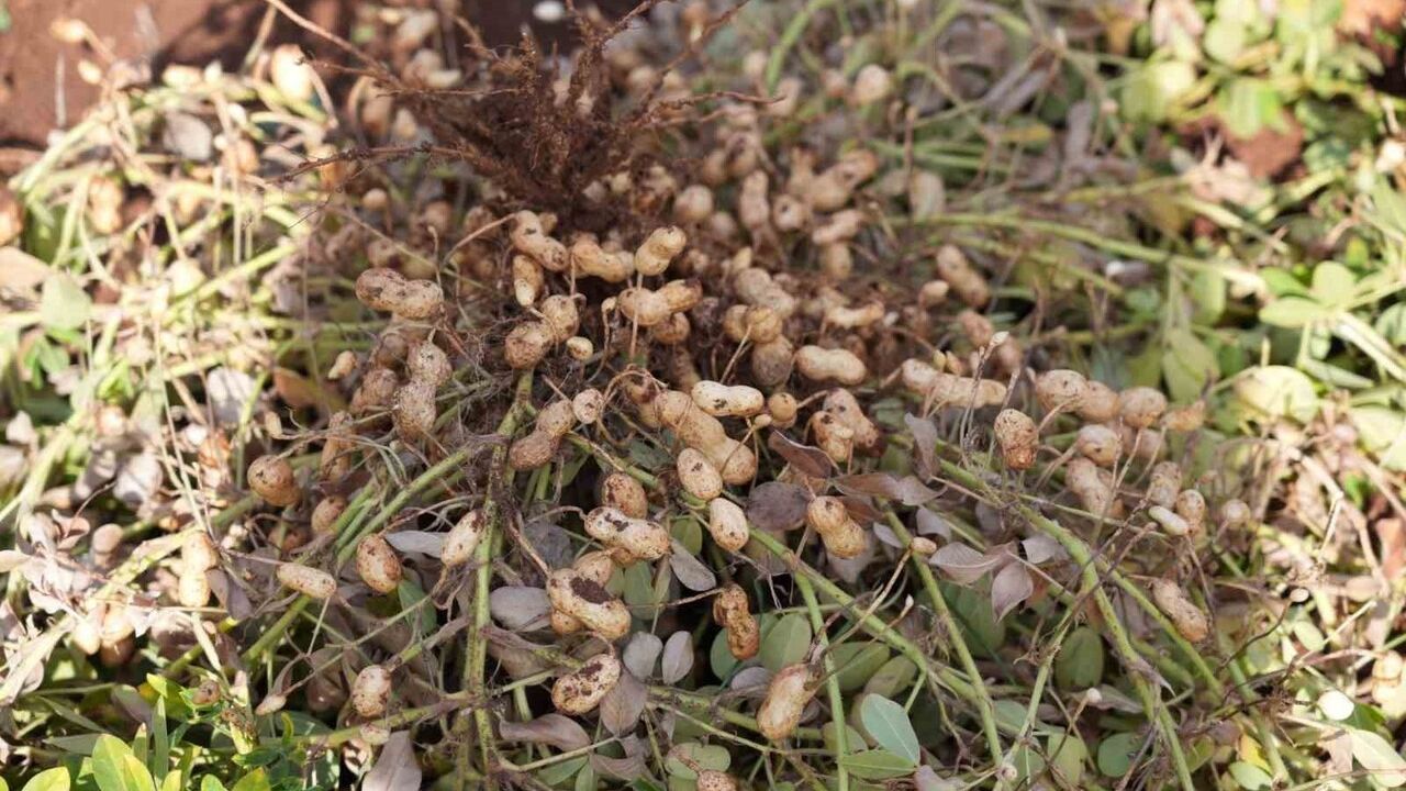 ADYÜTAYAM’da yer fıstığı hasadı ve sera denemeleri başarıyla tamamlandı