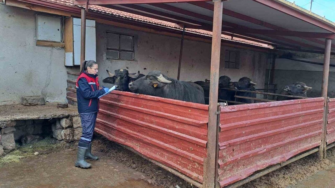 Afyonkarahisar'da 'Halk Elinde Anadolu Mandasının Islahı' sürüyor
