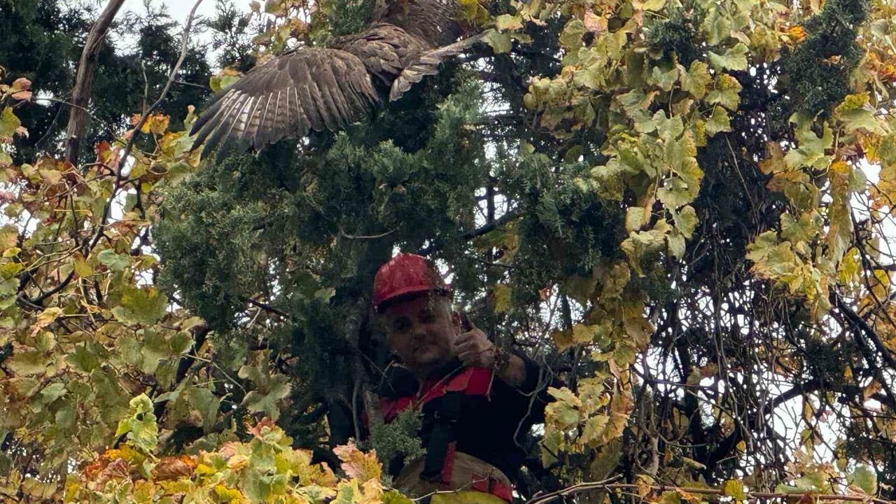 Ağaçta Mahsur Kalan Şahin İtfaiye Tarafından Kurtarıldı