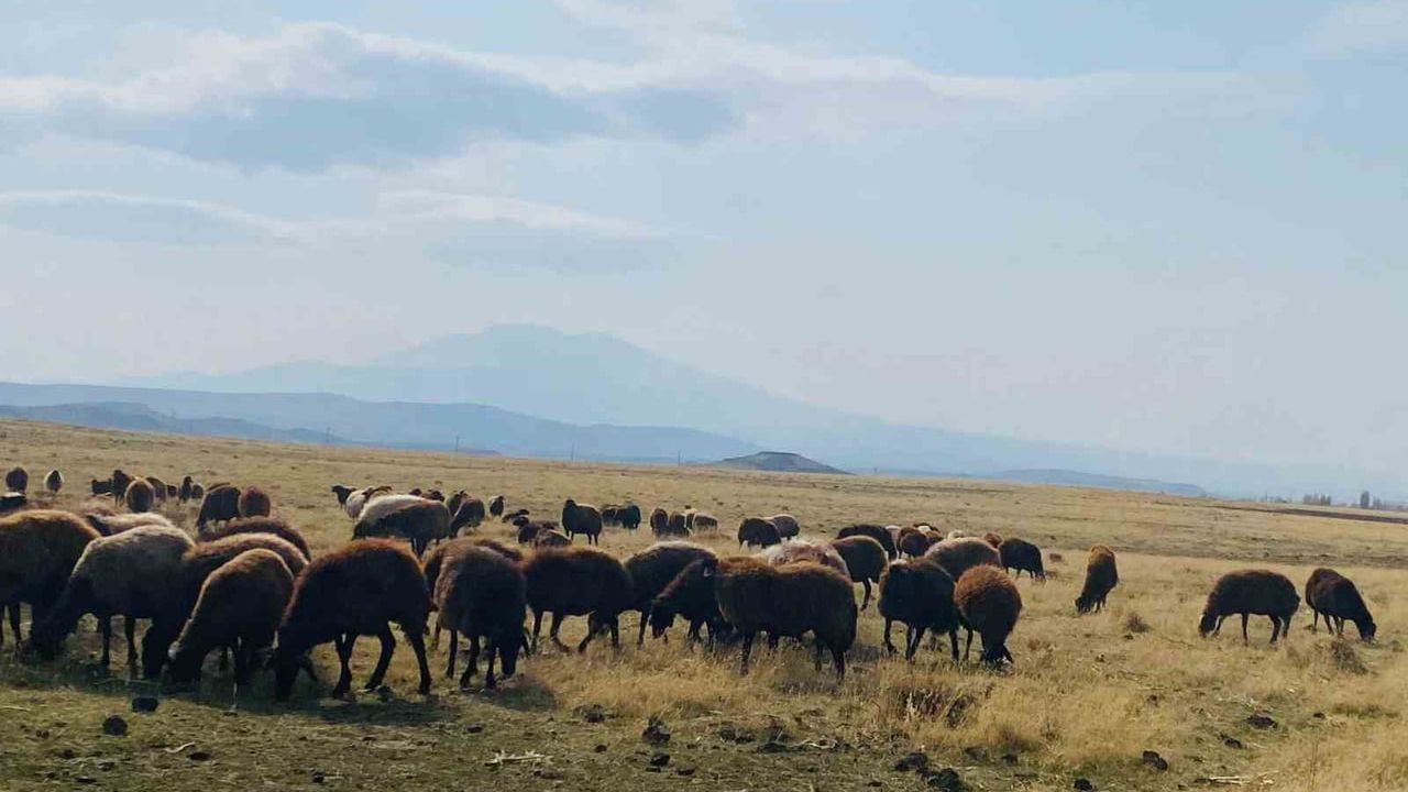 Ağrı’da Ilıman Kış, Besicilere Merada Rahatlık Getirdi