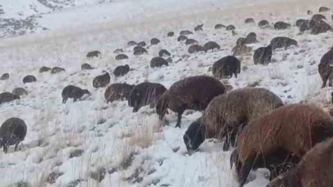 Ağrı’da Kar ve Tipi Ulaşımı Aksattı: 3 Köy Yolu Açıldı, Sürü Toplandı