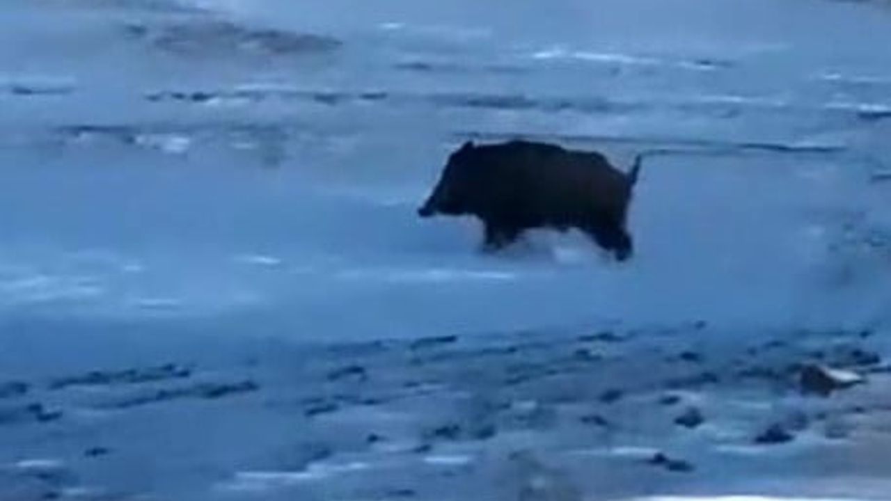 Ahlat'ta Kırklar Mahallesi Yakınında İri Domuz Görüldü