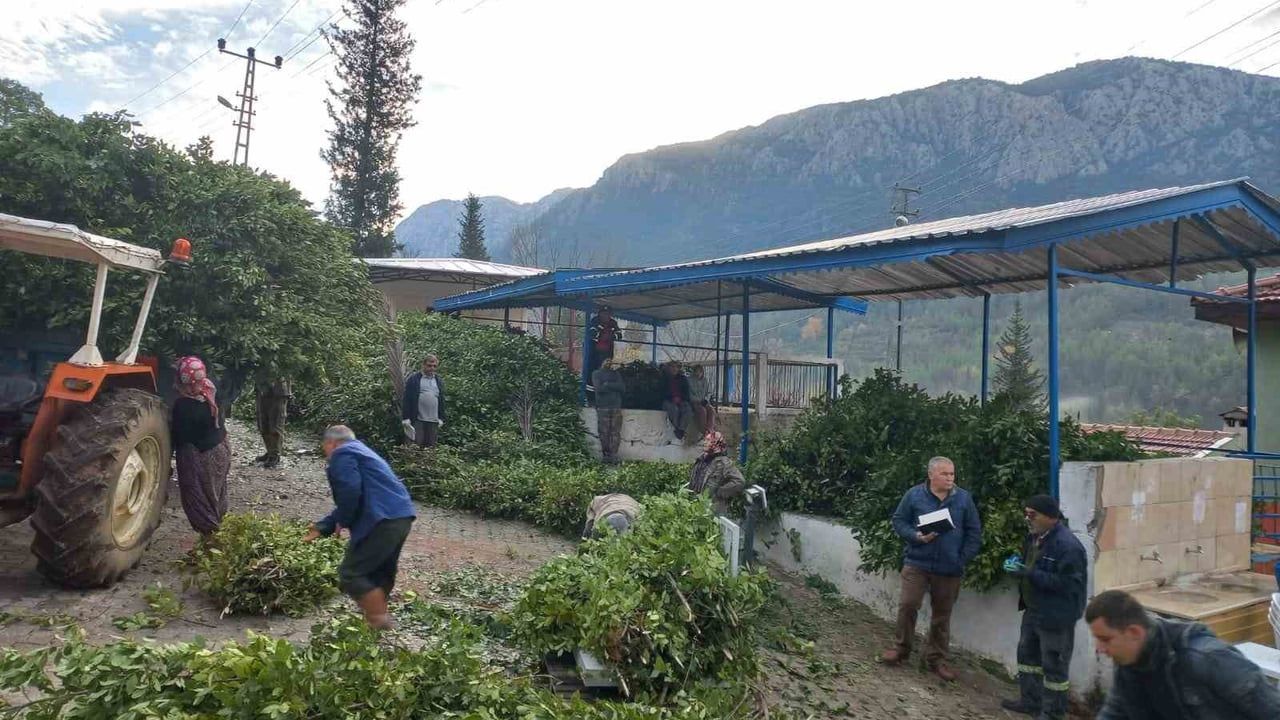 Akseki'de defne yaprağı hasadı köyün temel gelir kaynağı oldu