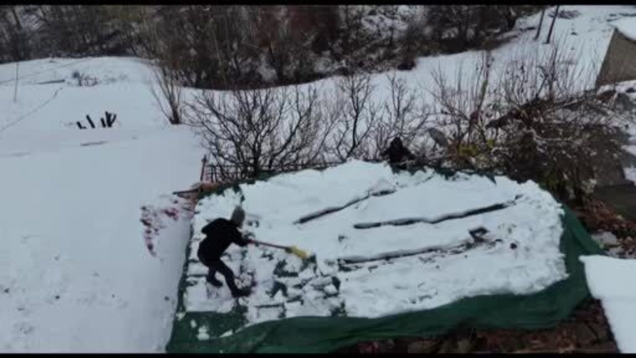 Aktütün'ün Kışlık Üzümü Kar Altında Hasat Edildi