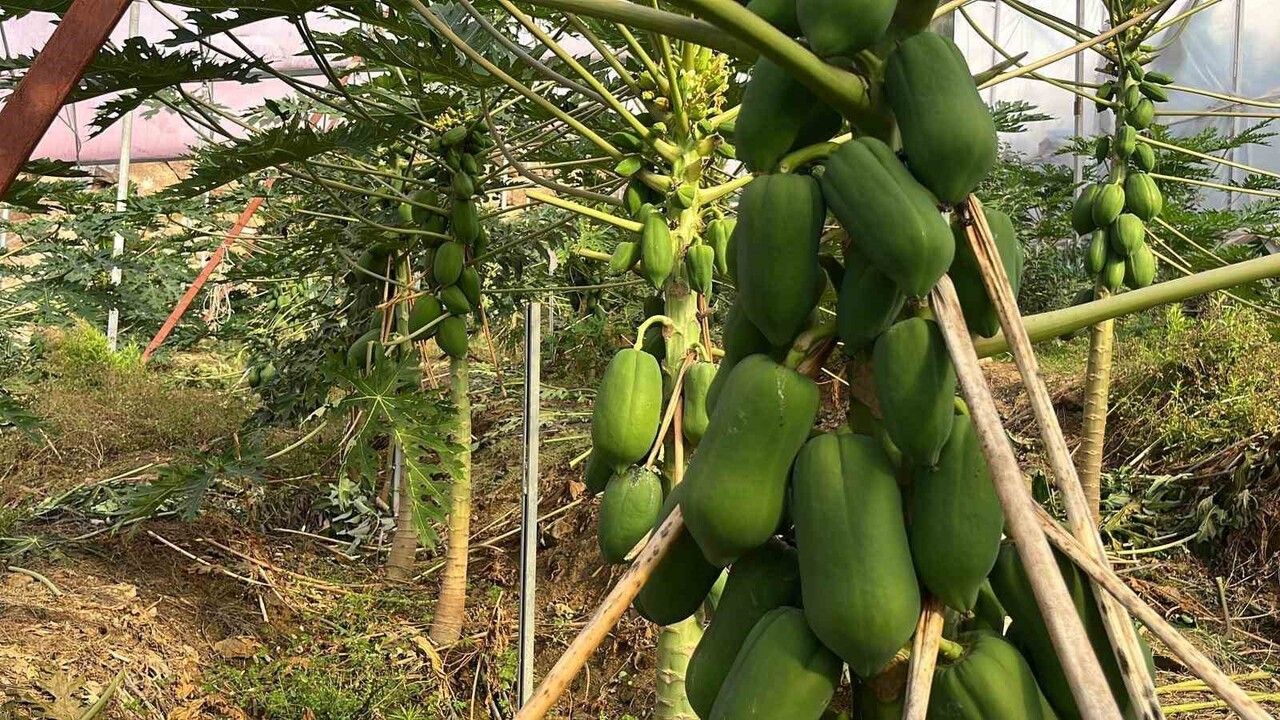 Alanya tropikal meyve üretiminde iç pazarı karşılıyor, ihracata hazırlanıyor