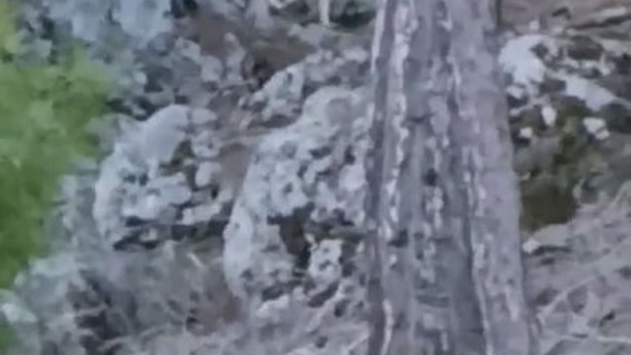 Alanya Uzunöz Mahallesi'nde Yerleşime Yakın Kurt Görüntülendi