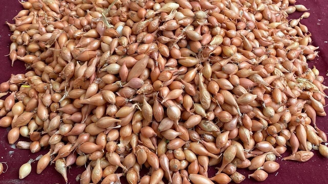 Alaşehir'de 'Dikim Zamanı' Uyarısı: Soğan Üreticilerine Çağrı