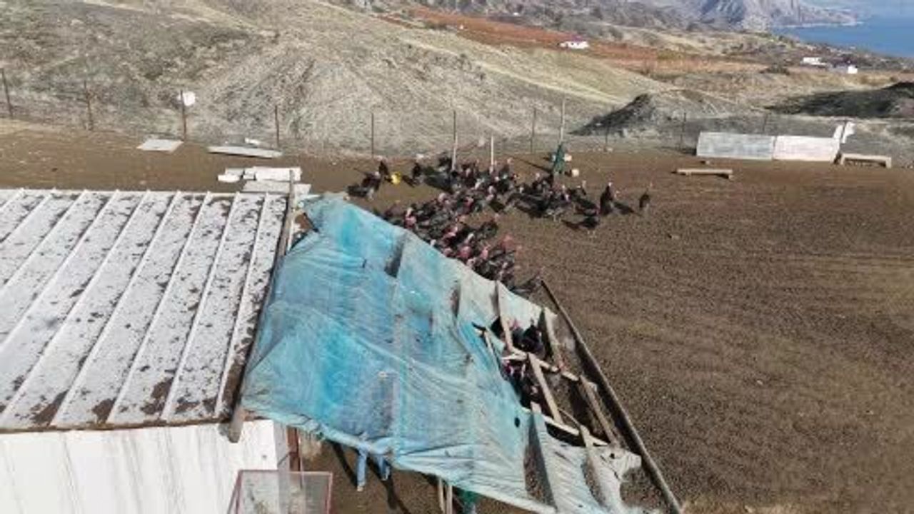 Almanya'dan dönen girişimci Elazığ'da 10 dönümlük hindi çiftliği kurdu