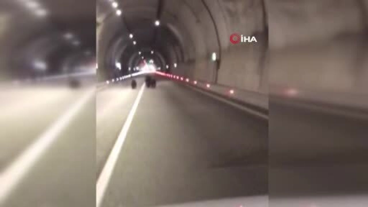 Amasra'da 1100 metrelik tünelde anne ayı ve iki yavrusu görüntülendi