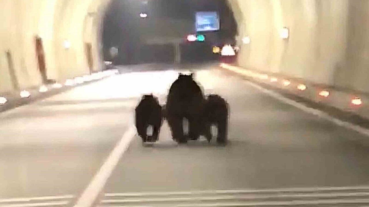 Amasra girişindeki 1100 metrelik tünelde üç ayı görüldü