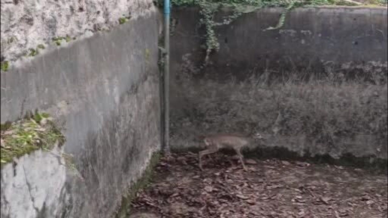 Amasya’da boş sulama havuzuna düşen yavru karaca itfaiye tarafından kurtarıldı