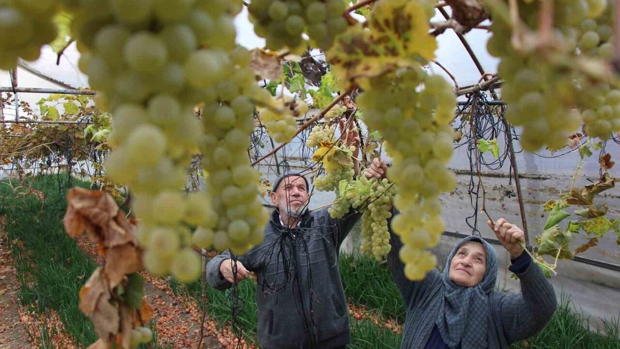 Amasya’da Feruziye Nine, Serasında Haziran’dan Aralık’a Üzüm Hasadı Yapıyor