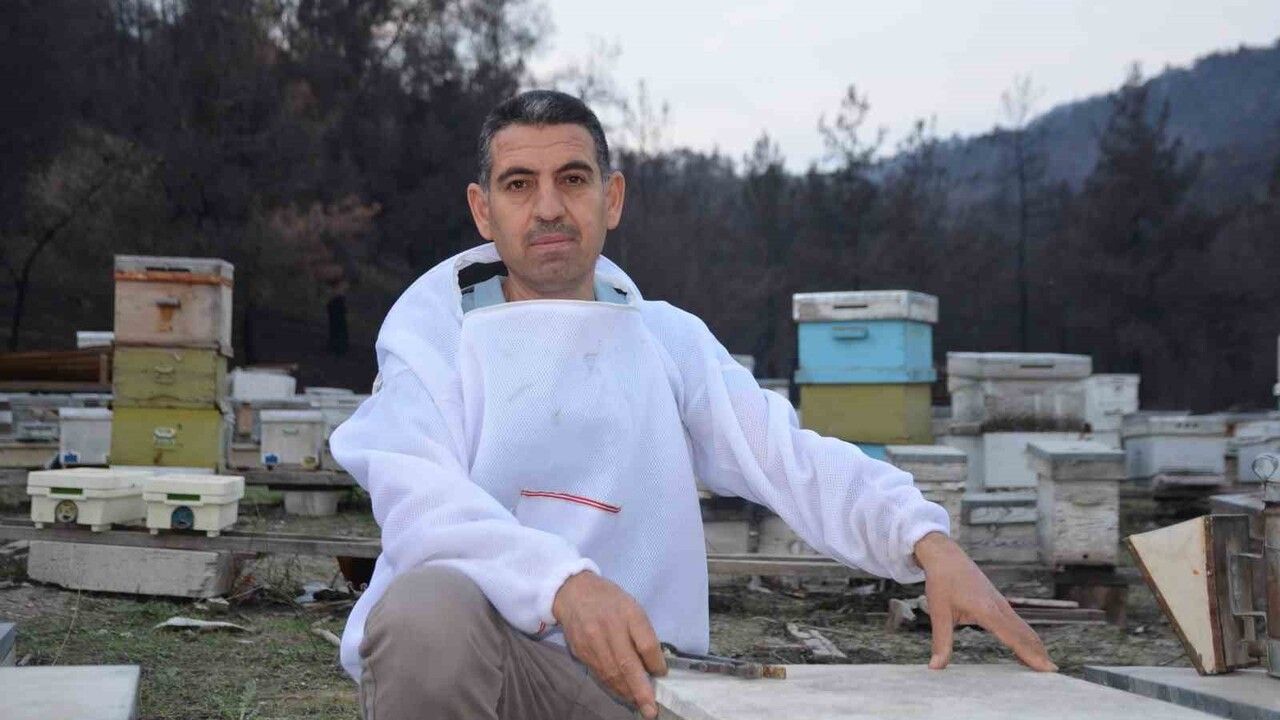 Ana arı üretiminde başarı: Bilecik'ten Türkiye'ye koloni gönderimi