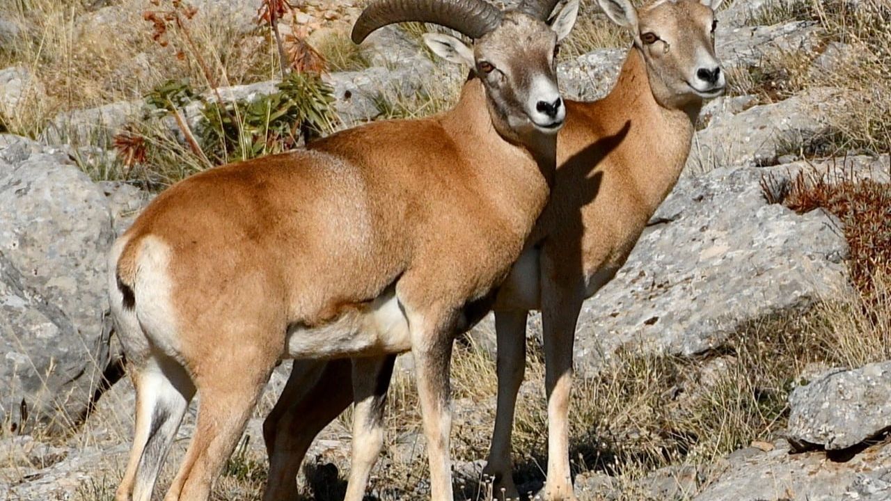 Anadolu Yaban Koyunu üretimi Şuhut’taki tesislerde devam ediyor