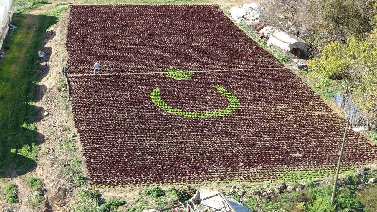 Antalya’da 1,5 dönümlük tarlada 13 bin marulla Türk bayrağı deseni