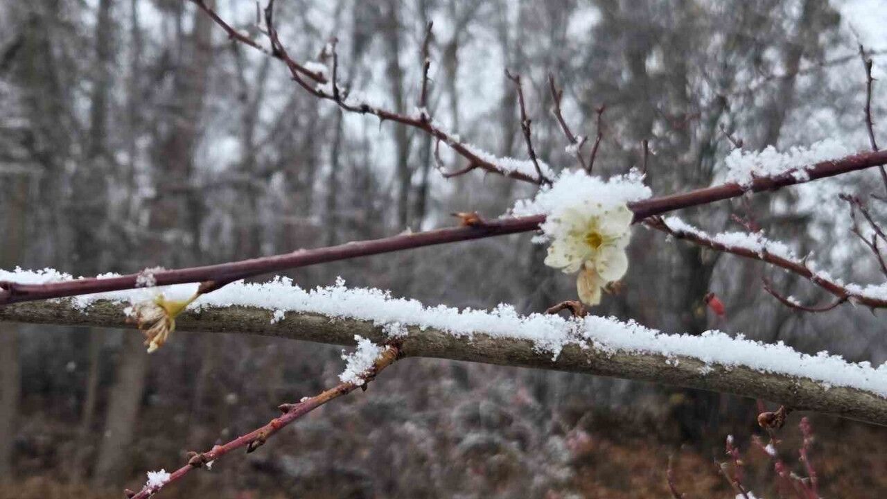 Araplı'da Aralıkta çiçek açan erik ağaçları kar altında kaldı