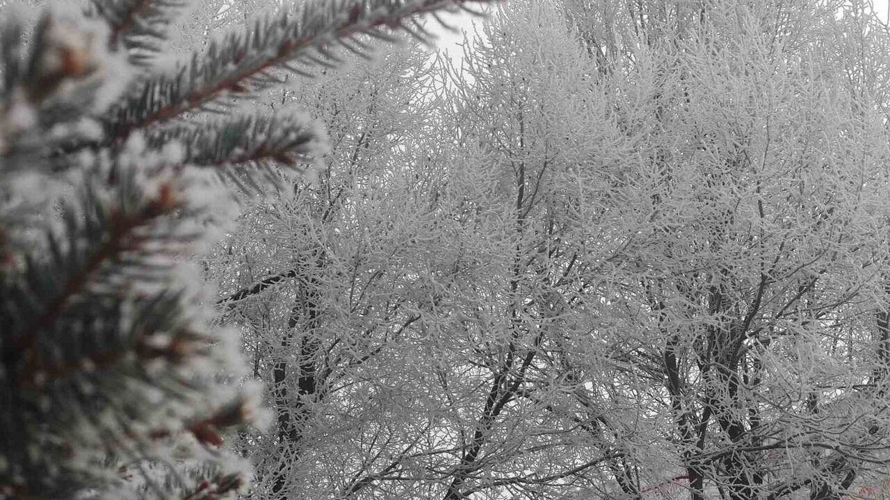 Ardahan'da dondurucu soğuk: Ağaçlar kırağıyla kaplandı