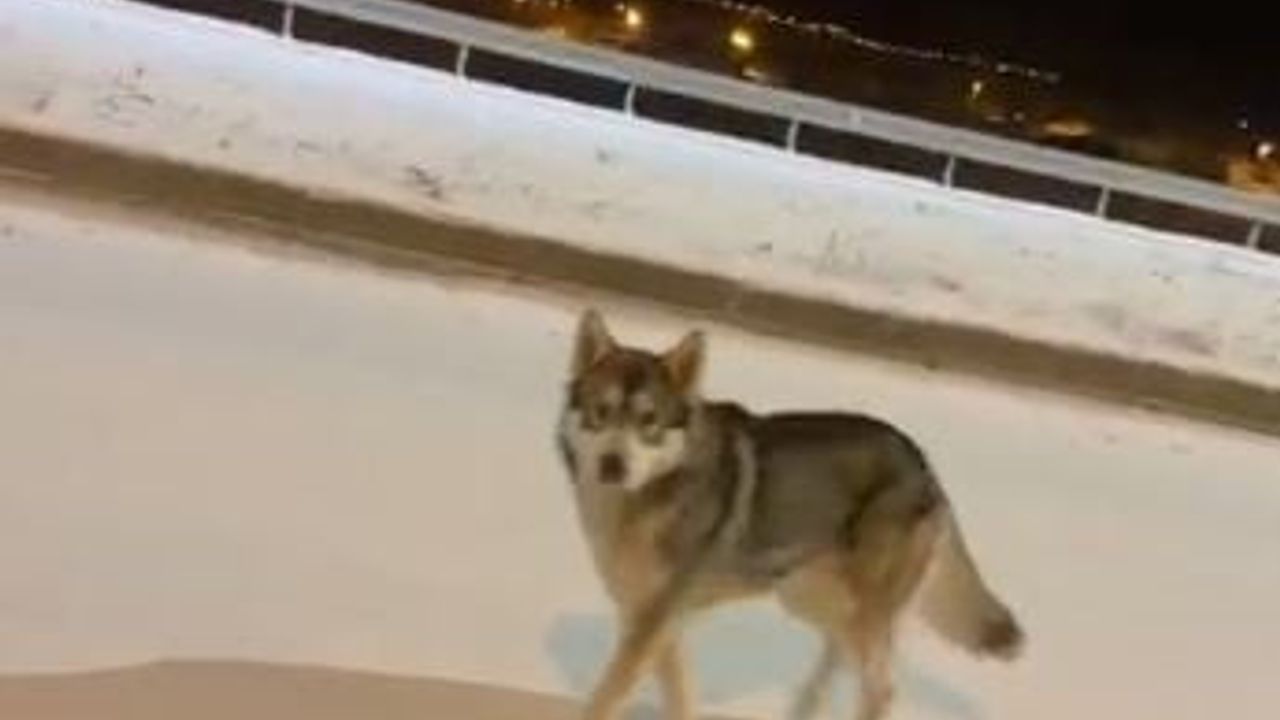 Ardahan'da şehir merkezine inen kurt cep telefonuyla görüntülendi