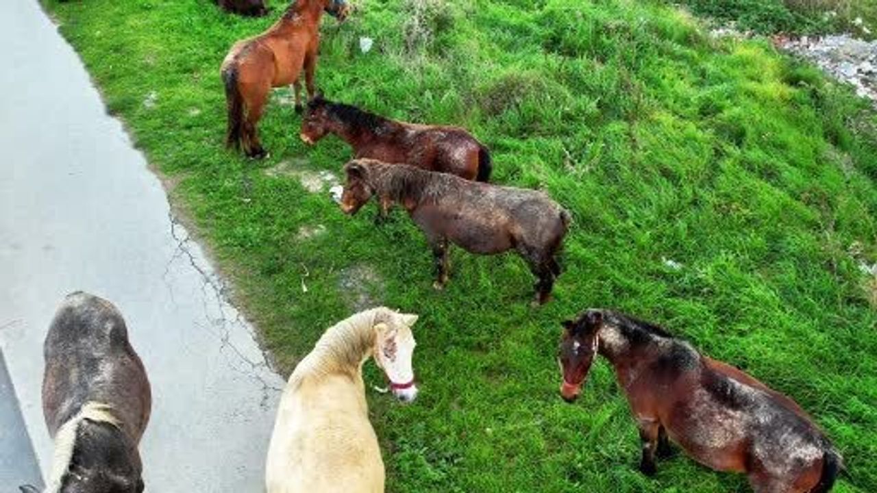 Arnavutköy'de Başıboş Atlar Hem Yaşamı Hem Trafiği Tehdit Ediyor