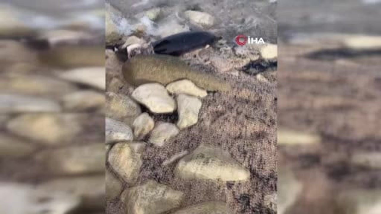 Arnavutköy Karaburun Sahili'nde 2 yunus karaya vurdu